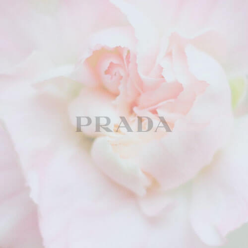 rose_logo rose_logo